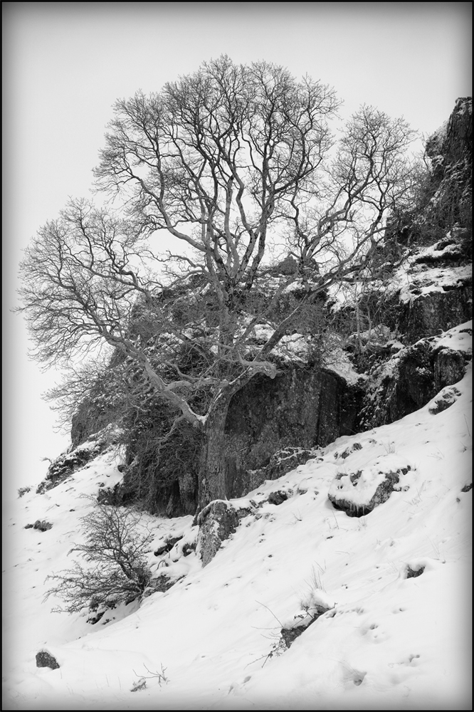 Superbly sharp images from the RX100. Click to see larger image