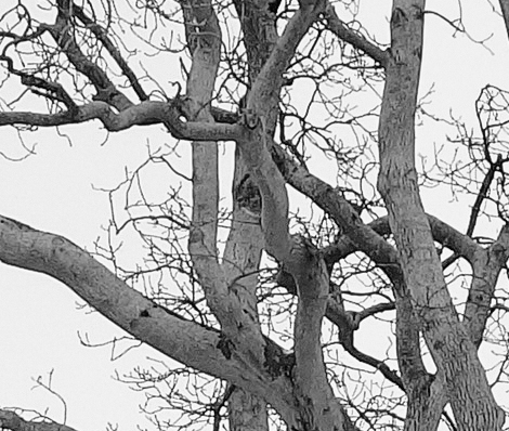 Sample 1. Click to view at 100%.