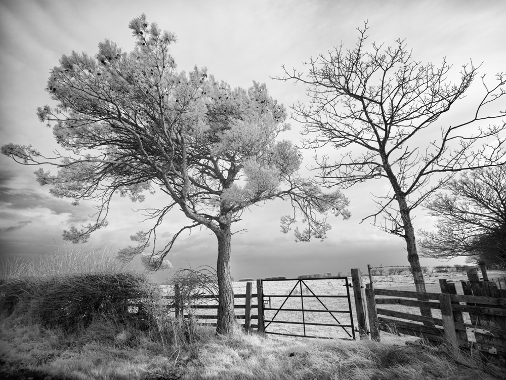 Infreared tree captured with converted GX1