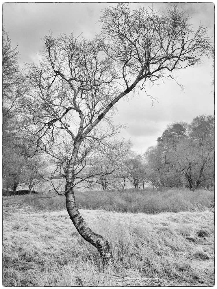 Captured on an infrared converted GX1. Conversion from RAW was in Silkypix Studio 5. Conversion to Black and White using Nik Silver Efex Pro 2.