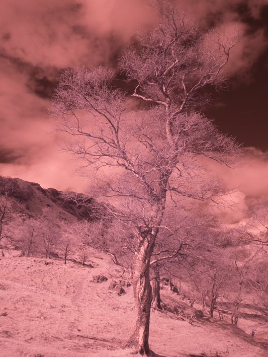 GX1 Infrared RAW file in Lightroom 4