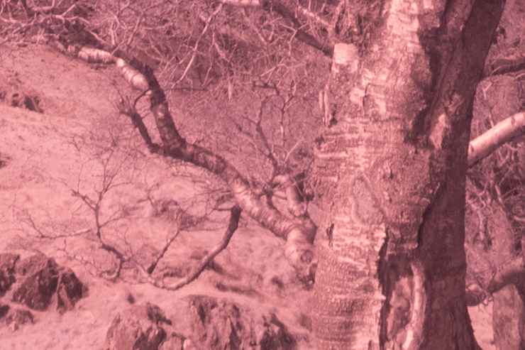 Lightroom conversion at 100% with plenty of sharpening adjustment