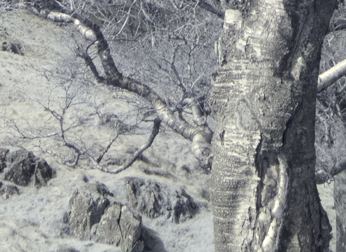 PhotoNinja conversion at 100% with some sharpening