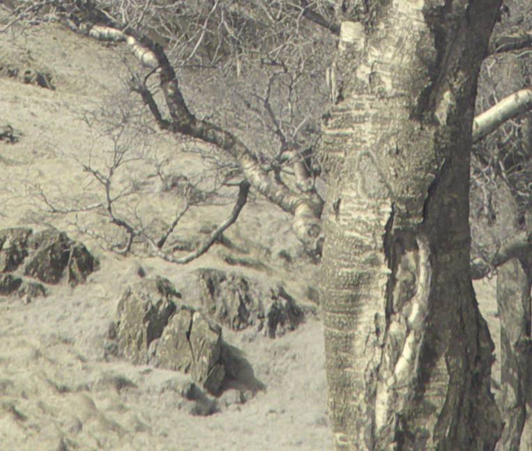 SilkyPix conversion with some sharpening