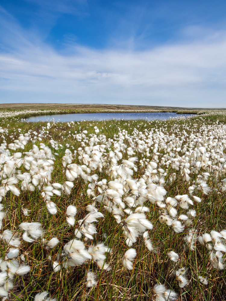 The cotton grass on the moors this year is amazing. I have never seen so much. From a distance it looks like patches of snow.