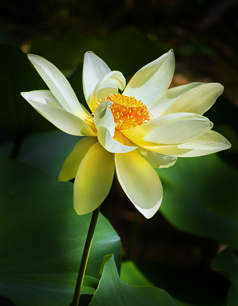 Captured on an Olypus OMD EM5 with Panasonic 45-200 lens