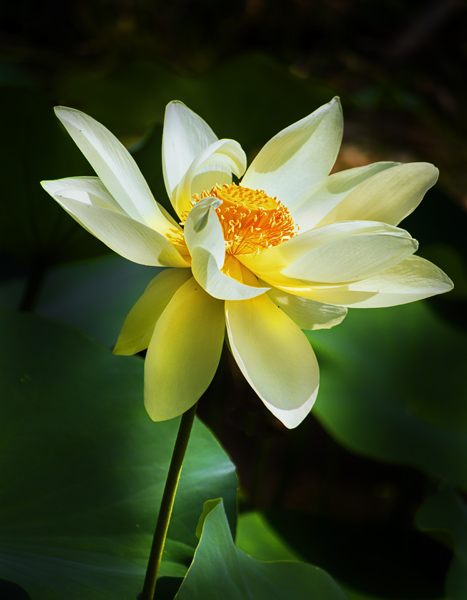 Version 2 minus a couple of distracting blobs