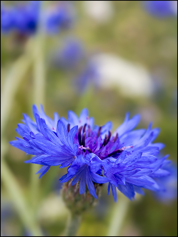 Close up with the macro function on the 12-50mm Olympus kit lens.