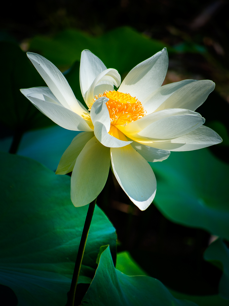 Want to know more about how this image was produced, then download the free Image Factsheet