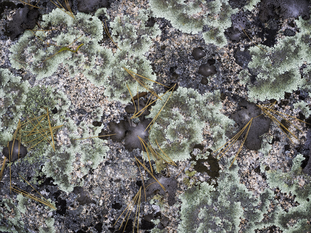 Lichen and rock. Captured with a 60mm Macro lens on an Olympus EM5