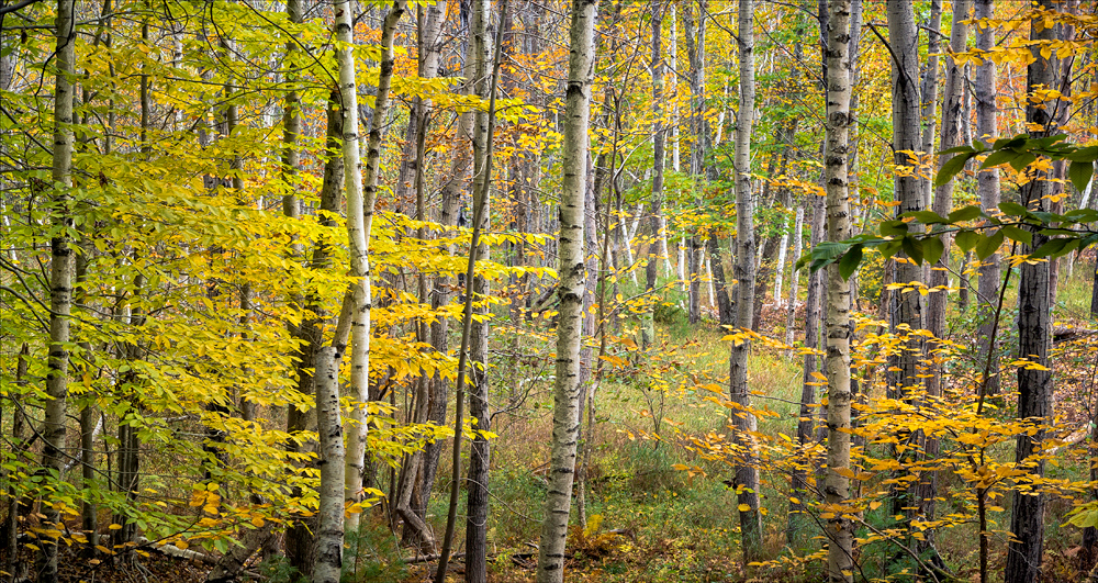 Woodland scene from Acadia National Park, Maine, USA