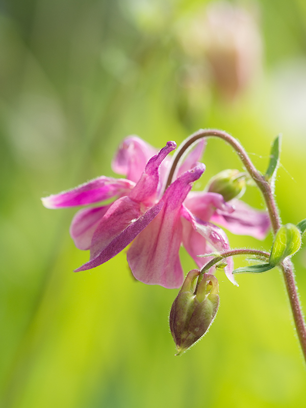 And the starting image captured with an Olympus EM5 and 60mm Macro lens.