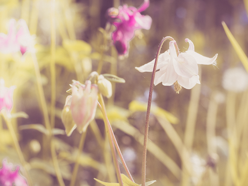 Example of the Faded Summer Colour preset for Lightroom. Available as a free download from my Lenscraft website.
