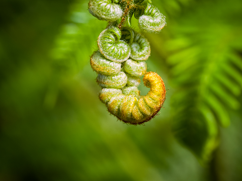 Captured on an Olympus EM5, converted in Lightroom using new color profile and tweaked in Nik Viveza