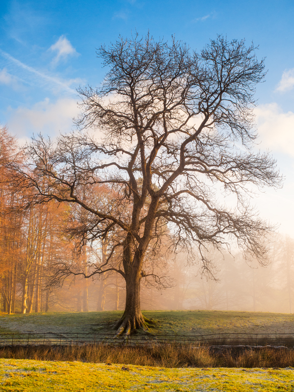 Tree in the Lake District. Olympus EM5 ISO200, f/7.1, 1/125", 28mm