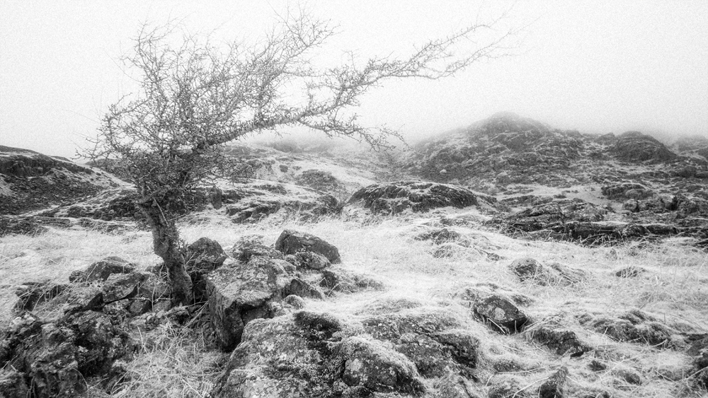 Taken with a Panasonic GX1 converted to shoot infrared. Post processing in Alien Skin Exposure 7.