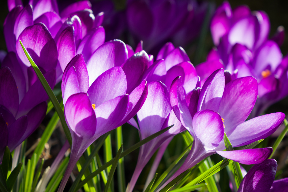 Sony RX10, ISO80, 1/100" at f/5.6