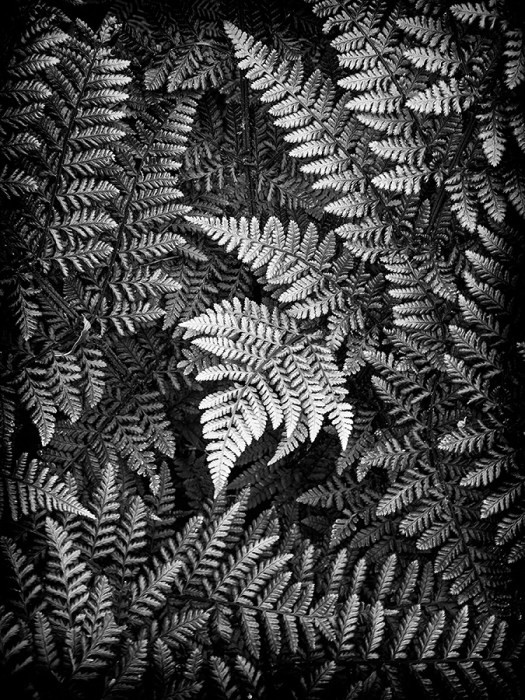 Canon G16 Compact Camera, ISO80, f/3.5, 1/8". Processing in Nik Silver Efex Pro