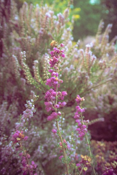 Processed with the Mixer Preset