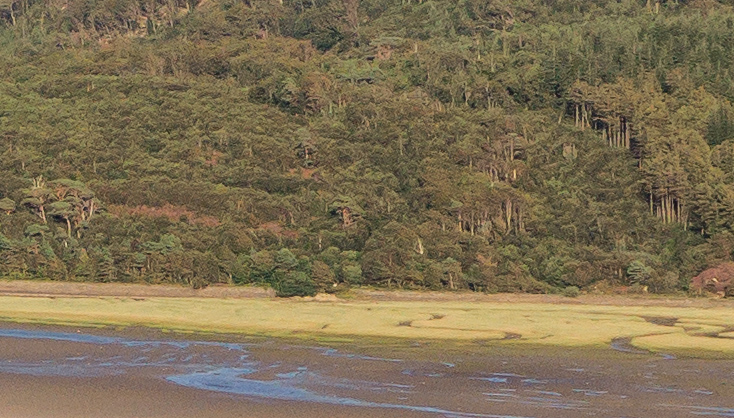 Section of the main image magnified at 100%. Some display sharpening has been applied.