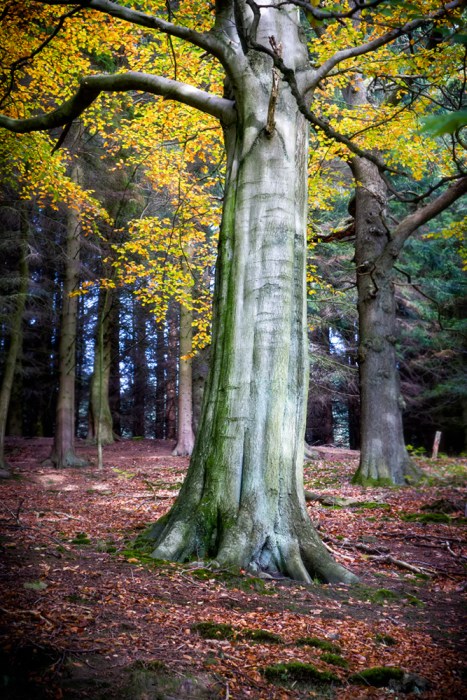 Sony RX10, f/4.5, 1/30" at ISO400. Handheld.