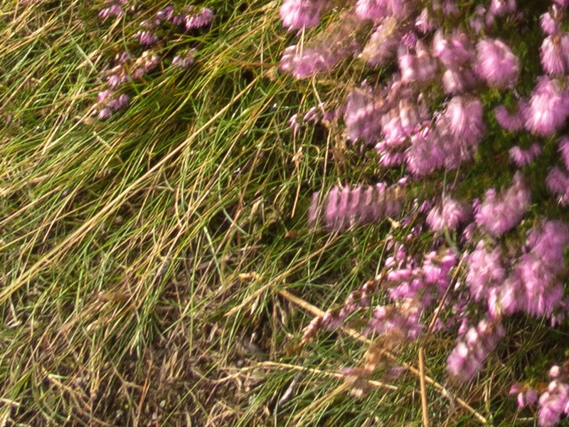 Bottom left corner with focus in the foreground.