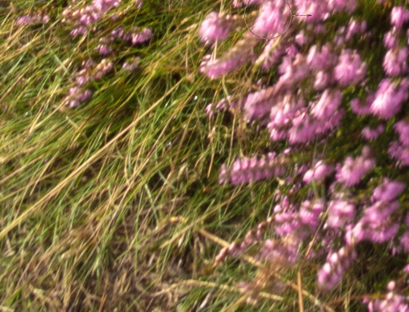 Bottom left corner when the focus is on infinity