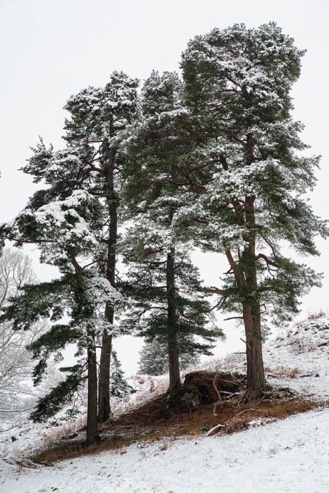 Winter Trees. Canon G7X, ISO125, f/5.6, 1/160".