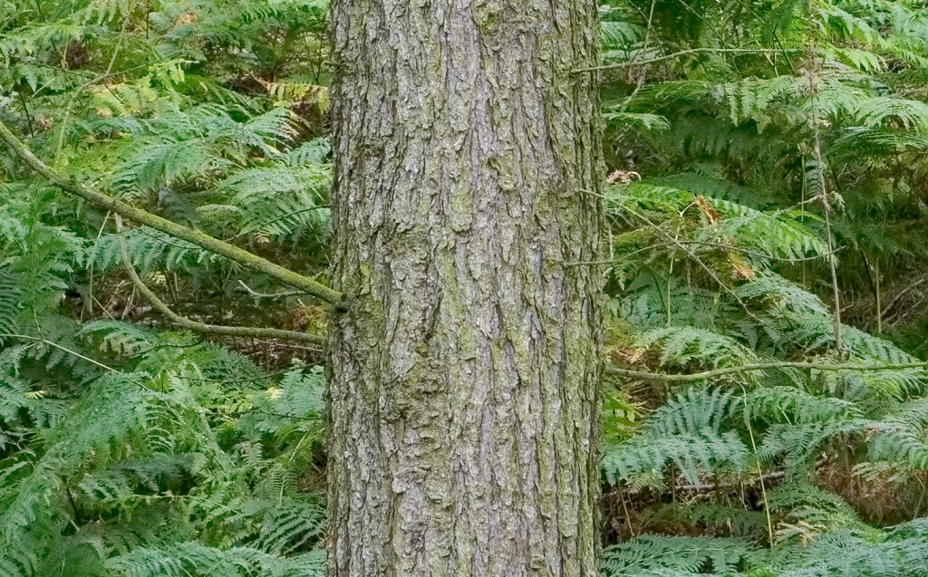 ISO640 after DeNoise has been applied. Yes it's also sharper as there is a deblur option.