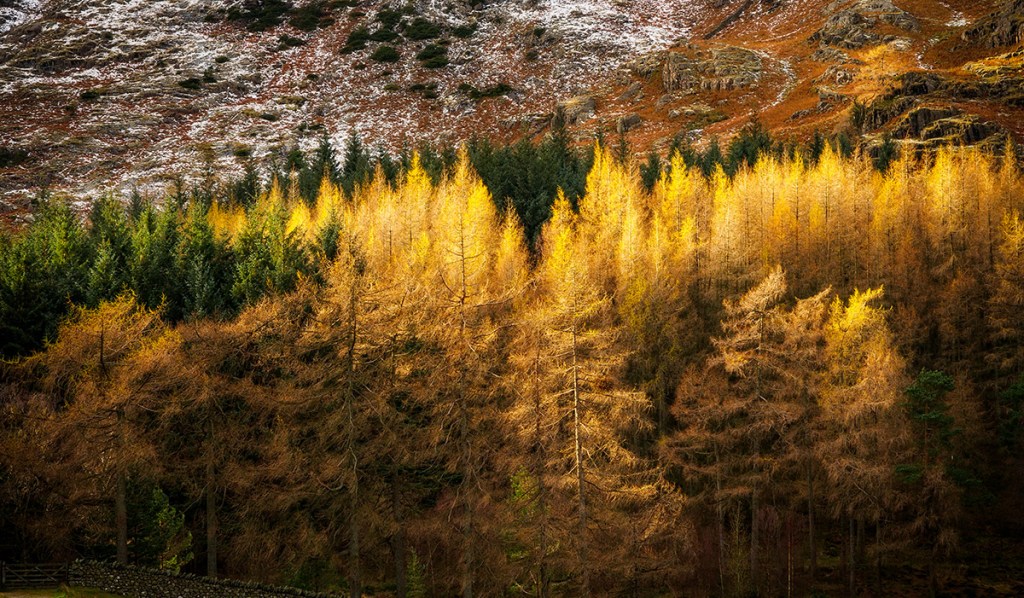 Winter trees in the Lake District. Olympus EM5 with 12-40mm lens. ISO200, f/7.1, 1/80". 0.6 ND Grad.