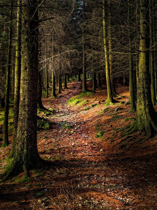 Forest Scene. Olympus EM5, ISO200, f/6.3, 1/15" handheld.