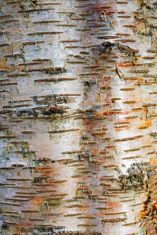 Sony RX10, ISO80, f/5.0, 1/200" handheld.