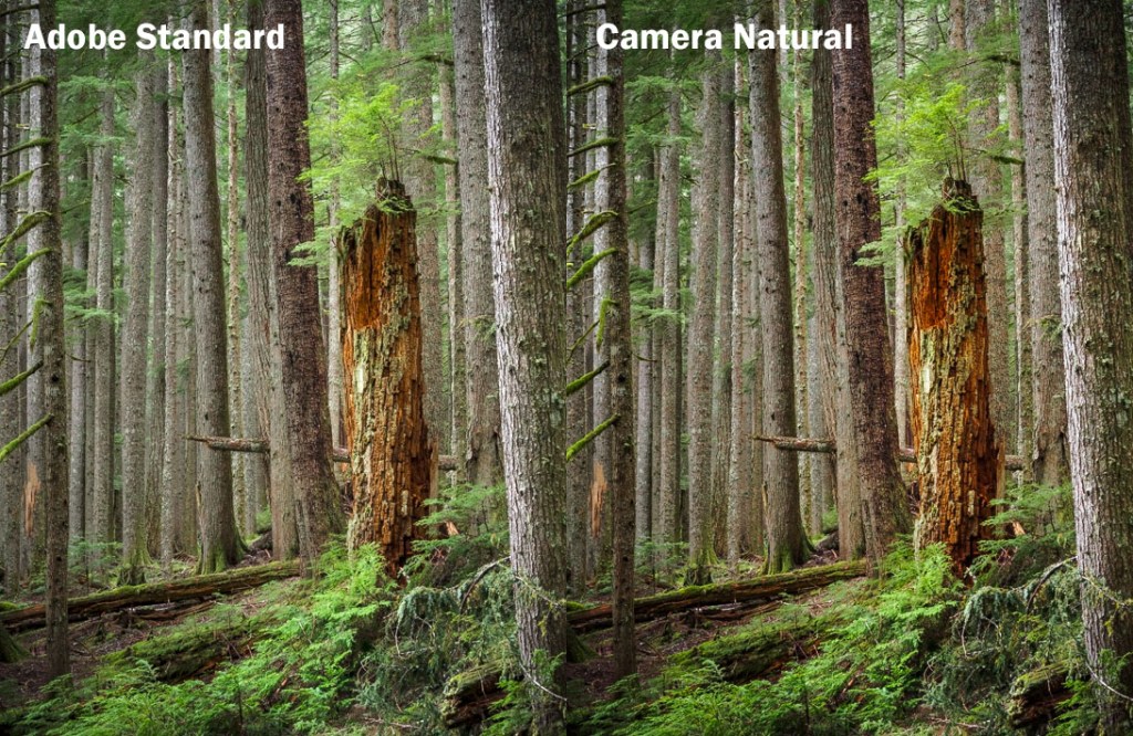 Comparison of Profiles on the image