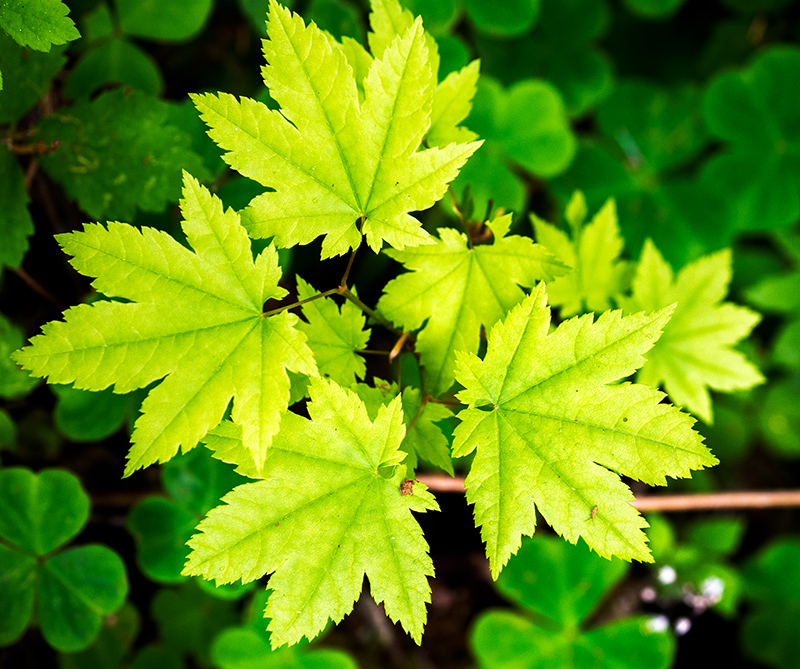 Forest Leaves prior to conversion.