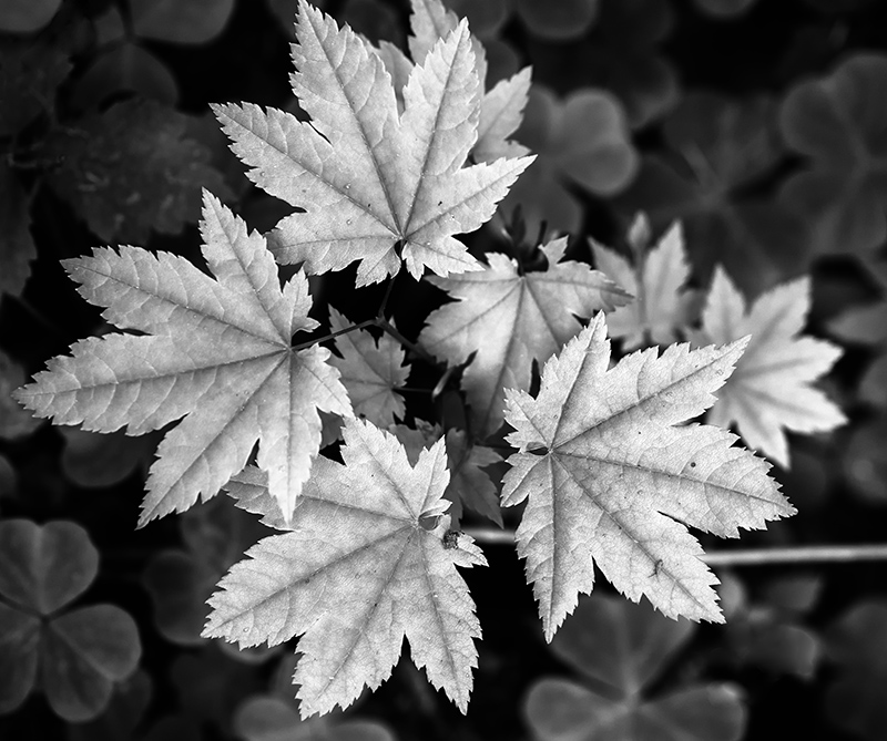 Forest Leaves. Olympus EM5, f/3.5, 1/50" at ISO400.