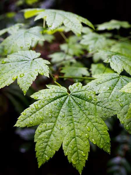 Colour version of image