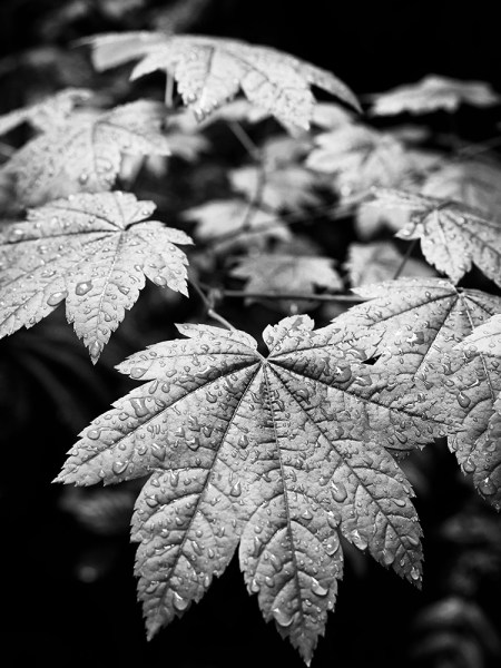 Olympus EM5, 12-40mm lens. f/4.0, 1/200" at ISO800