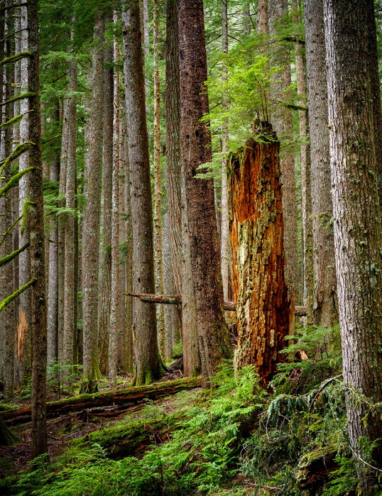 Woodland at Mount Rainier, Washington, USA. Olympus EM5, ISO400, f/4.5. Handheld.