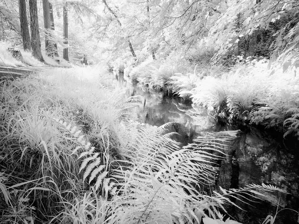 Olympus EM5 converted to shoot Infrared. Post processing with Lightroom and Nik Silver Efex Pro.