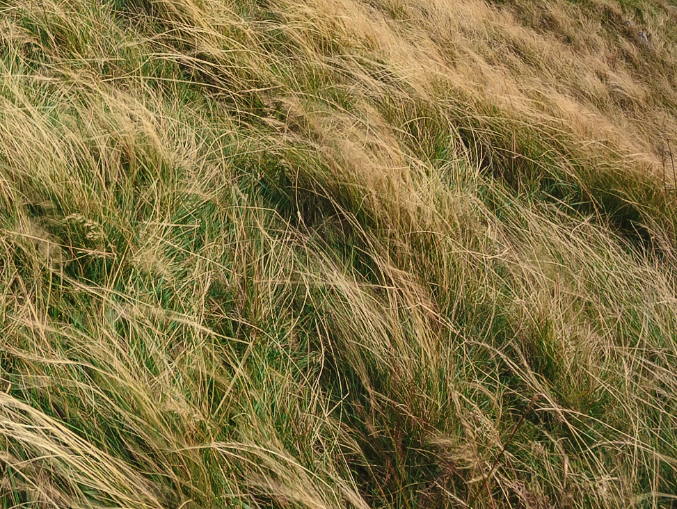 Foreground area at 100% maagnification. Click to enlarge