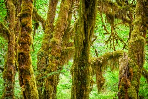 The Hall of Mosses Trail, Hoh Rainforest