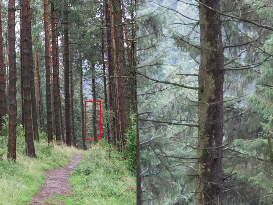 Close of Pine trees showing the watercolour effect