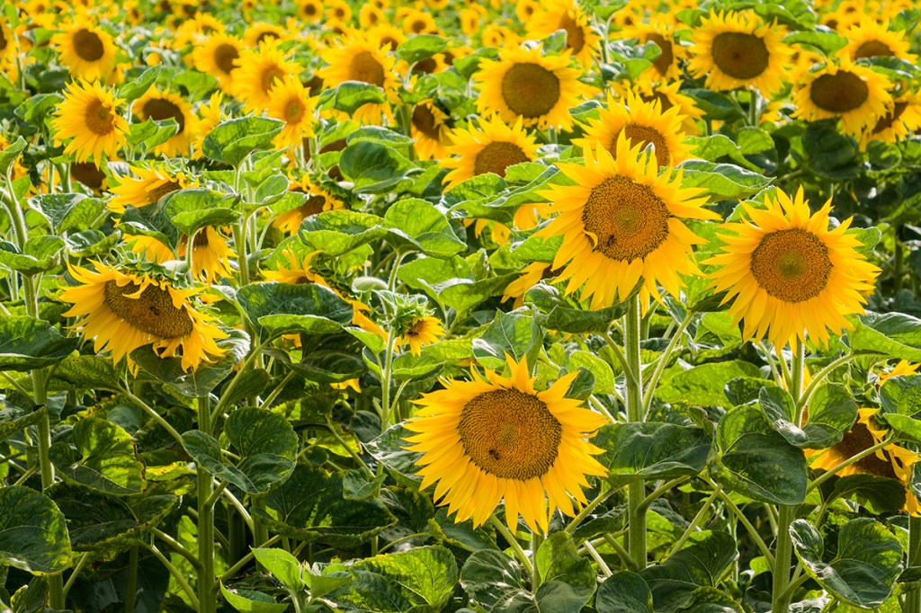 France, somewhere near Nontes. Sony RX10, ISO125, f/5.0, 1/250"
