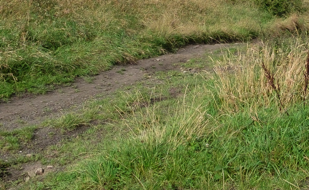 Click image to zoom in - Grass has a blocky appearance rather than showing fine detail.