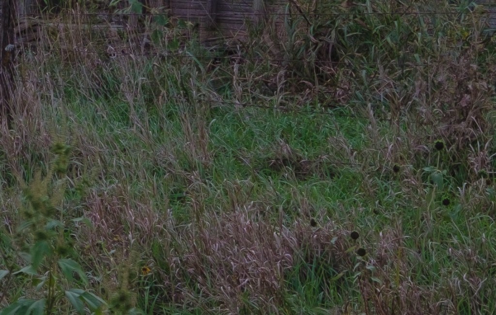 Image Courtesy of Nick Harvey-Phillips. Section from the Lightroom conversion at 100% magnification