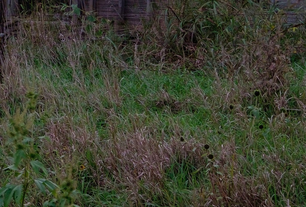 Image Courtesy of Nick Harvey-Phillips. Lightroom conversion at 100% following sharpening with Nik Sharpener Pro.