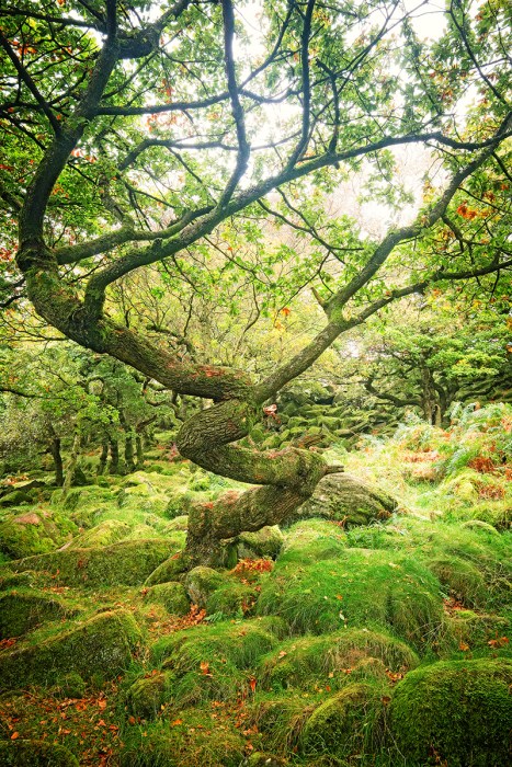 Tree in Padley Gorge, Peak District. Fuji XT1 + 10-24 lens.