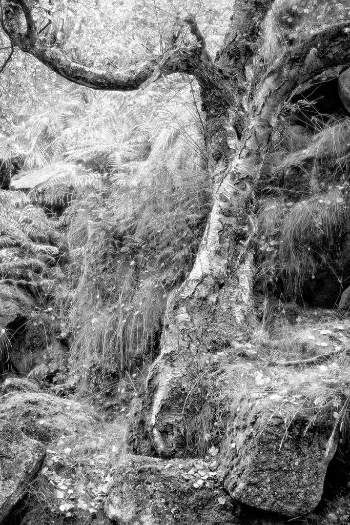 Forest Scene. Fuji XT1 + 16-55 lens. Post processing in Ididient + On 1 Effects