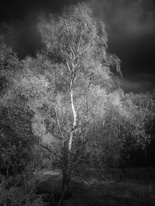 Silver Birch on Place Fell, The Lake District. Olympus EM5 converted to shoot Infrared. Olympus 12-40mm lens, ISO 200, 1/320" at f/7.1.