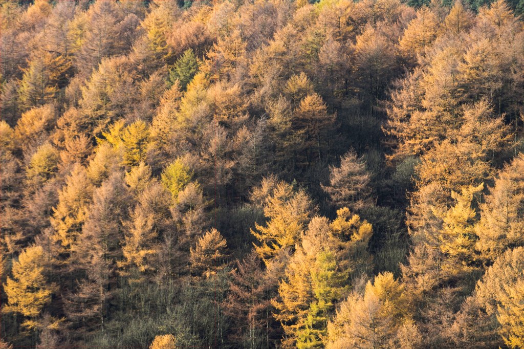 Full resolution XT2 image showing my 55-200 lens problem. The image is out of focus on the left but not the right.